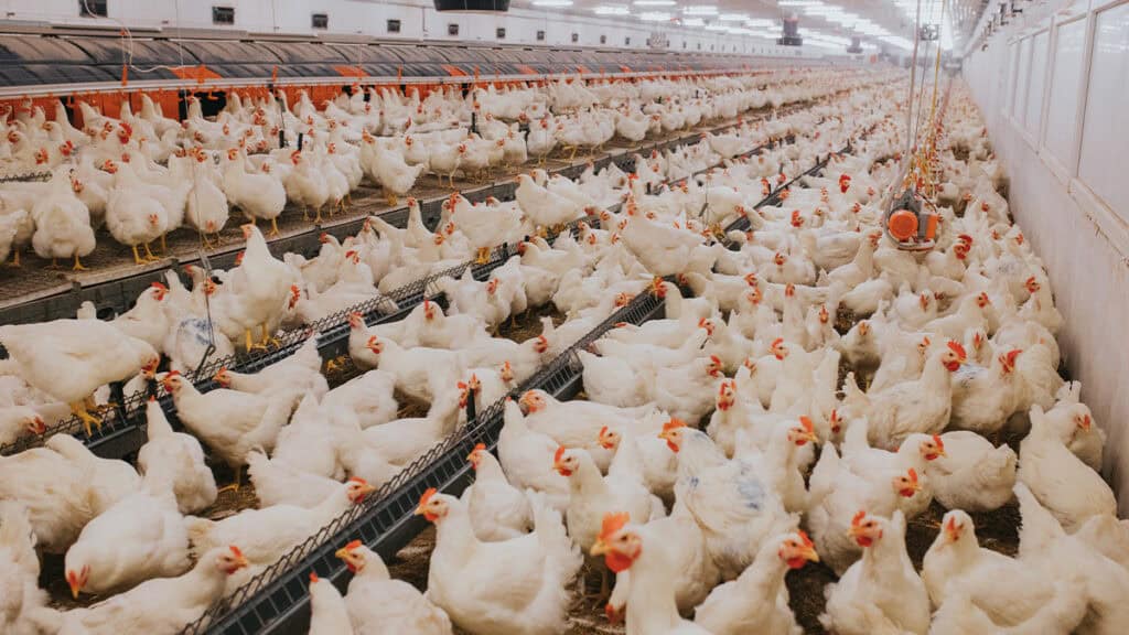 Chickens in a modern poultry farm with automated feeding systems for biosecurity and efficient poultry production.