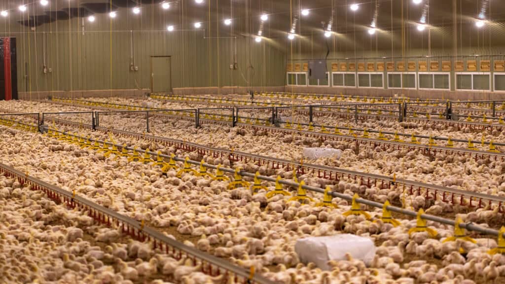 Safe poultry farm with automated biosecurity measures to prevent disease spread.