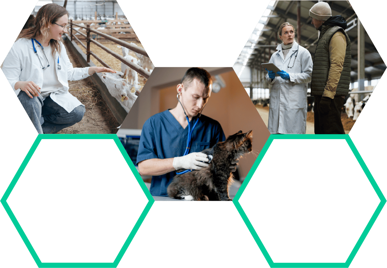 Veterinary professionals ensuring biosecurity in farm and animal care environments.