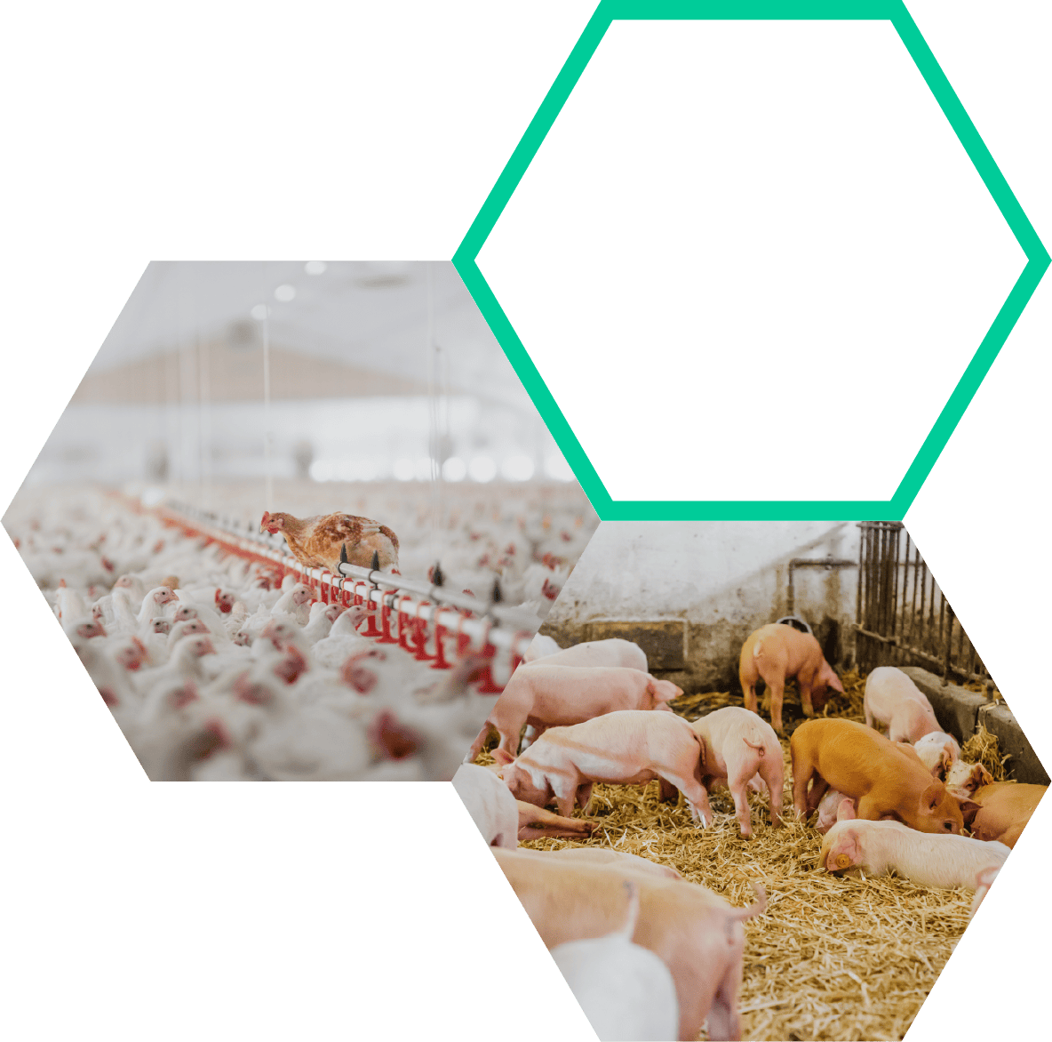 Healthy poultry and pig farms with biosecurity measures to prevent disease transmission and ensure farm safety.