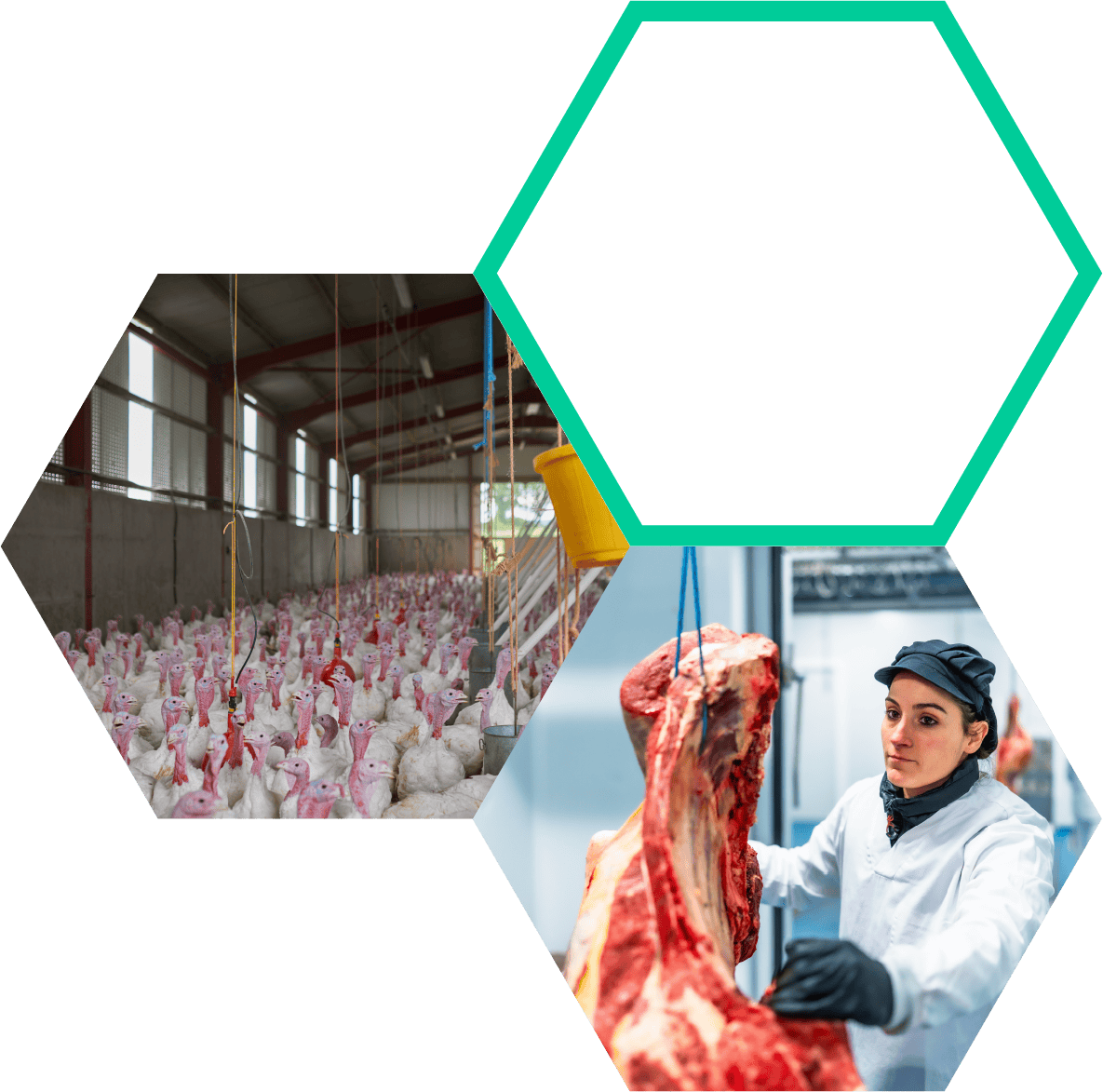 Turkey poultry farm with biosecurity measures in place, modern poultry hatchery with hygienic conditions, humane and sustainable poultry farming practices, skilled farm workers monitoring bird health, environmentally controlled poultry facilities.