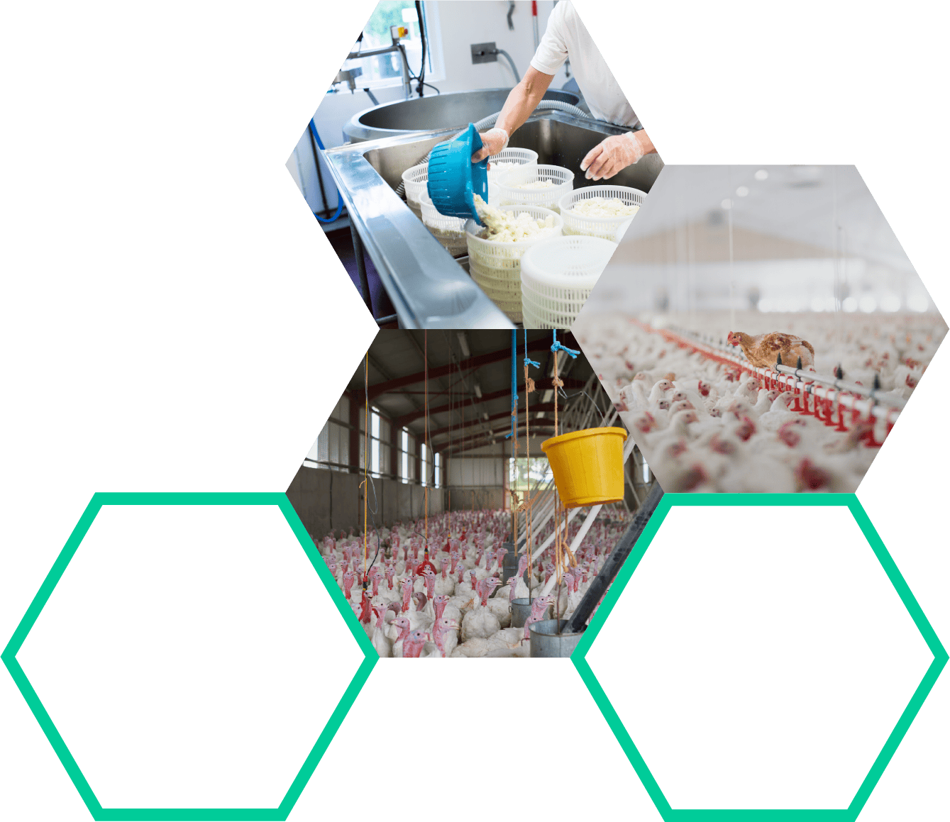 Disinfecting poultry farm for biosecurity, best biosecurity practices in animal husbandry, clean and sanitized livestock facility, poultry hygiene and sanitary measures, maintaining biosecurity standards in farming.