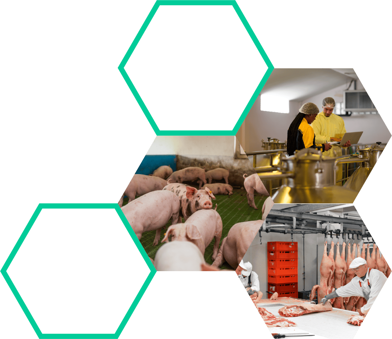 Pork pigs in a farm pen, farm biosecurity practices, veterinary health check in pig farming, biosecure animal husbandry.
