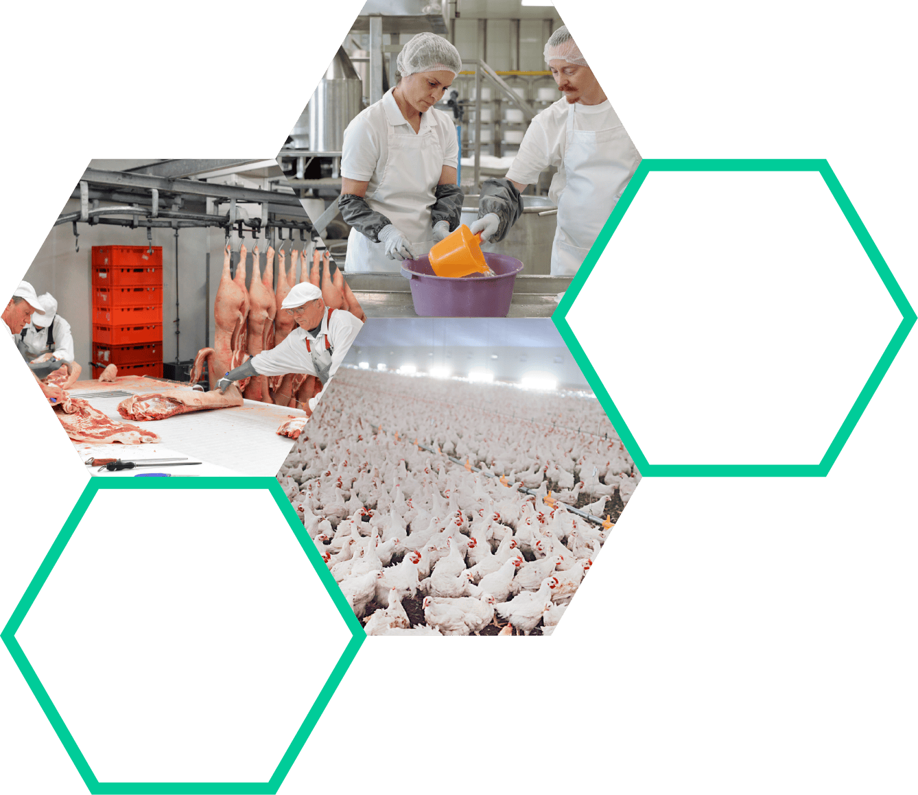 Biosecurity farming poultry meat processing sanitation healthcare standards.