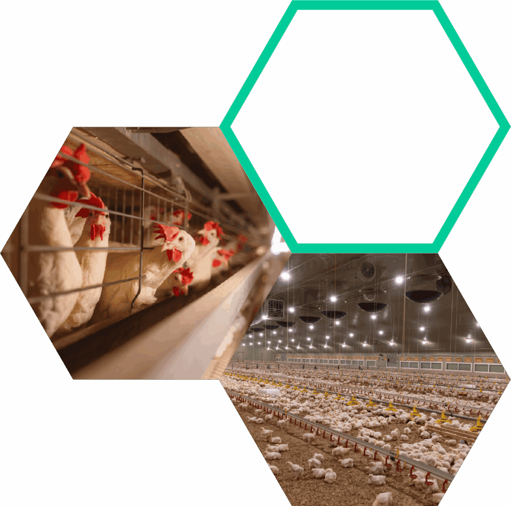 Healthy chickens in a modern poultry farm emphasizing biosecurity measures for bird health.