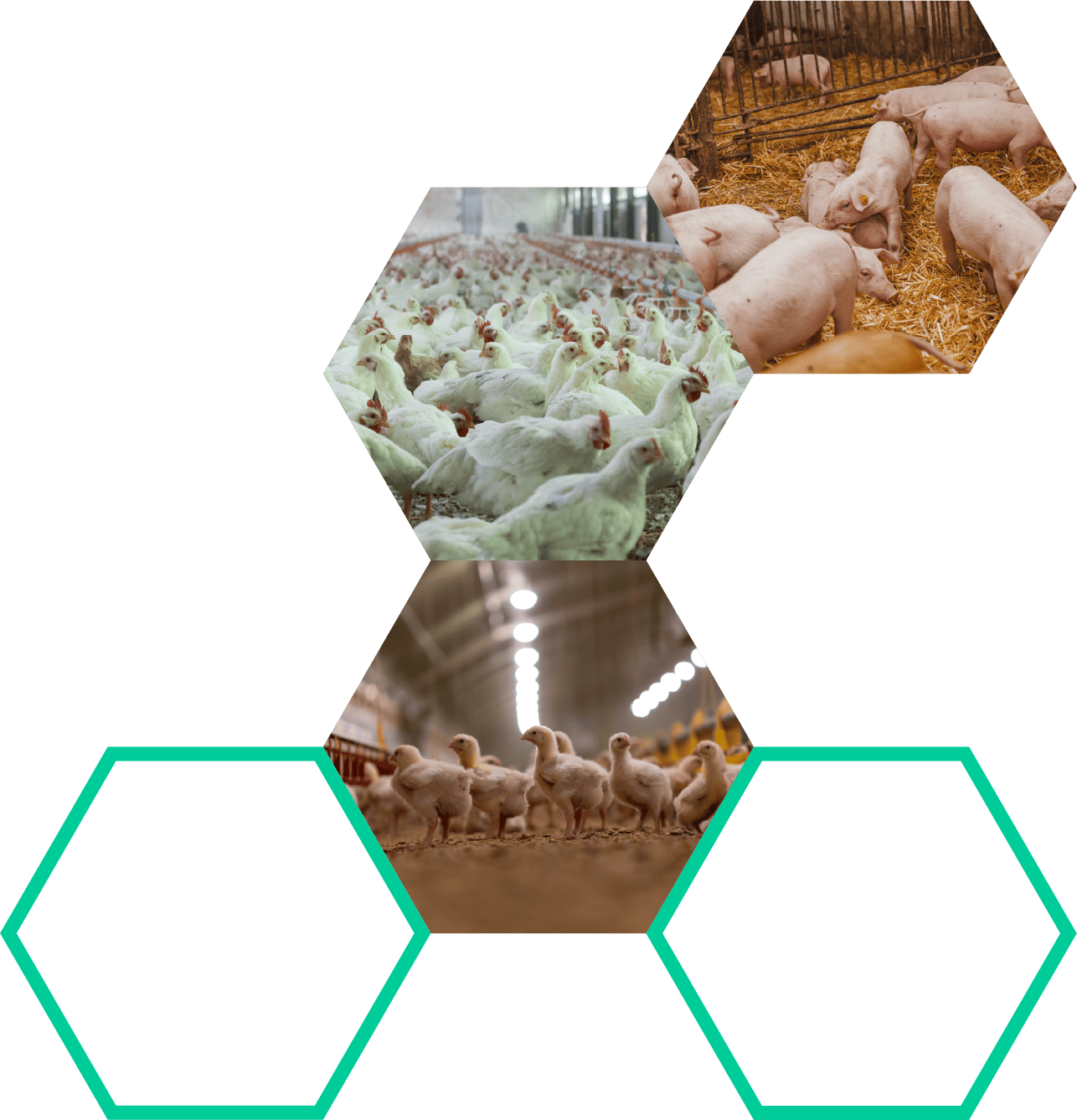 Chickens and pigs in biosecure farming environments, emphasizing pathogen prevention and biosecurity protocols for poultry and livestock health management.
