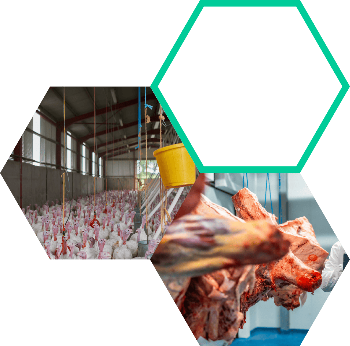 Biosecurity poultry farm biosecurity measures for livestock health and disease prevention.