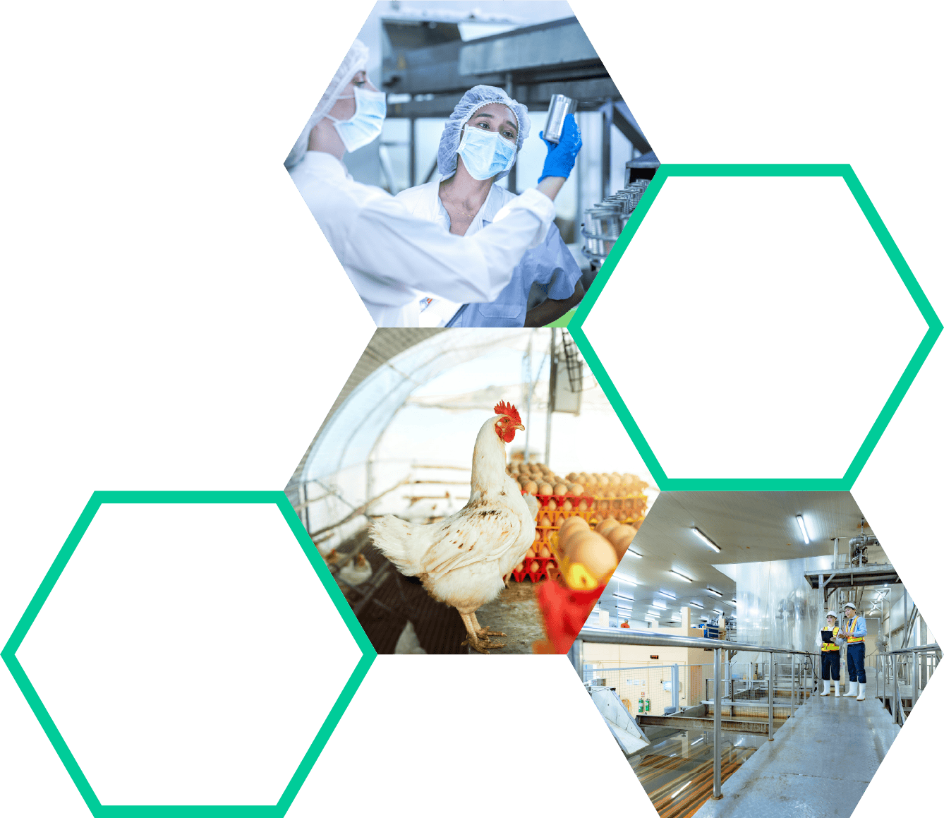 Biosecurity measures in poultry farming and animal health management at Best BioSecurity facility.