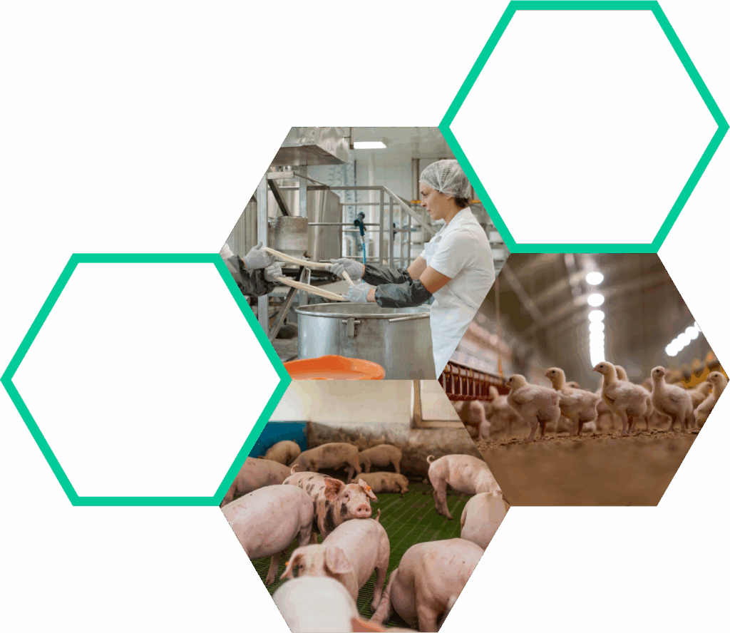 State-of-the-art biosecurity solutions for livestock and poultry farms to prevent disease spread, enhance animal health, and ensure food safety. Trusted by professionals for effective biosecurity management.