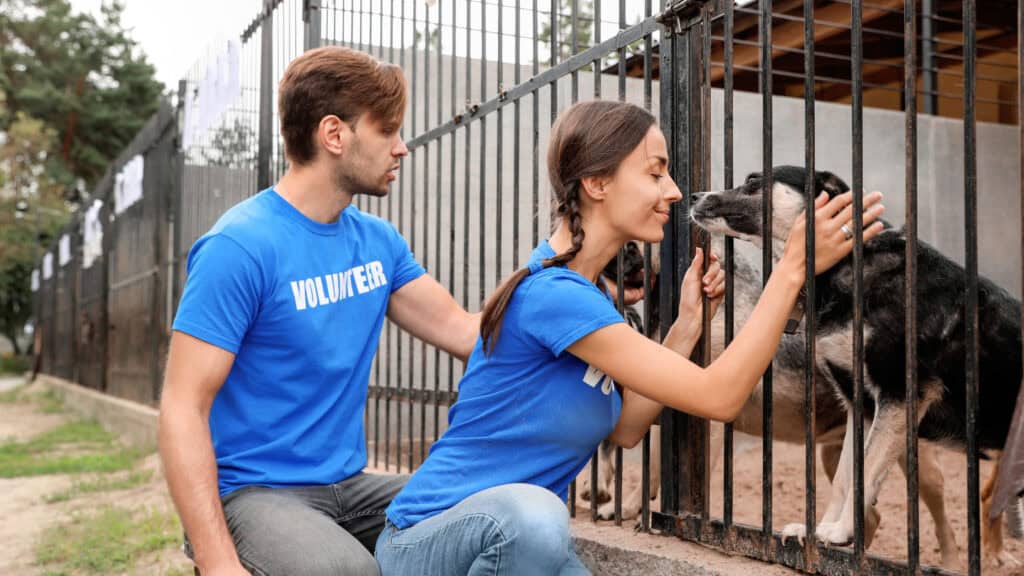 Volunteer helping animals at a rescue shelter, engaging in animal care and biosecurity practices, fostering compassion and safety, with dogs behind bars in an outdoor farm or shelter environment.